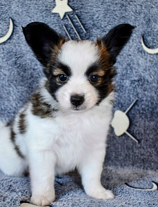 Papillon puppies (1 foto / 9)