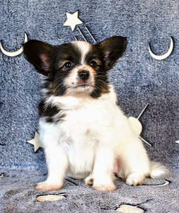 Papillon puppies (2 foto / 9)