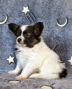 Papillon puppies (3 foto / 9)
