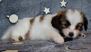 Papillon puppies (5 foto / 9)