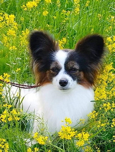Papillon puppies (7 foto / 9)