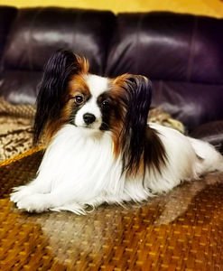 Papillon puppies (9 foto / 9)