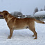 Labrador (foto #2)