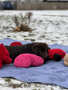 Labrador (6 foto / 10)