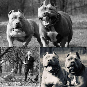American bully XXL (2 foto / 8)