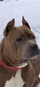 American bully XXL (8 foto / 8)