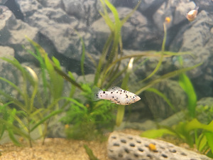 Gupid, molliinid, ampullaarid (3 foto / 4)