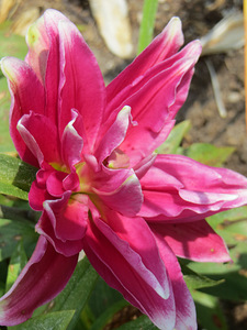 Liliju sīpoli (3 foto no 3)