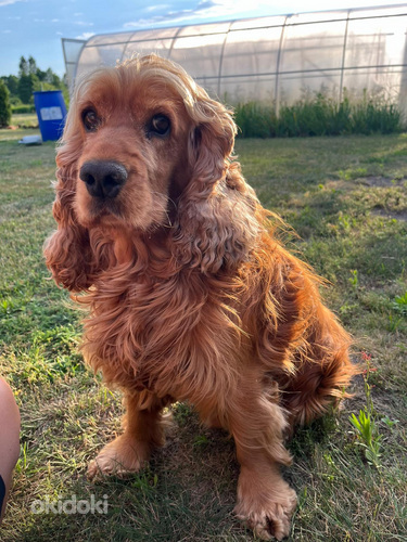 Angļu kokerspaniels