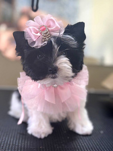 Color Yorkie (3 foto / 3)