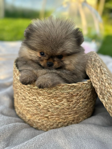 Померанский шпиц