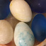 Декоративные яйца (фото #2)