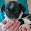 Myytävänä Pentu Chihuahua (valokuva #4)