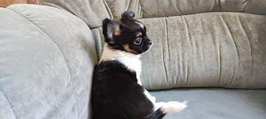 Chihuahua pikakarvaline isane kutsikas bron (5 foto / 8)