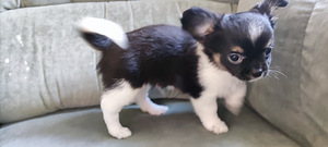 Chihuahua pikakarvaline isane kutsikas bron (8 foto / 8)