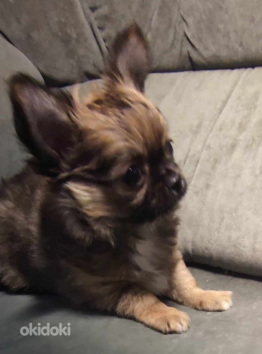 Chihuahua isane kutsikas Leo Bron. Ema ja isa foto (foto #7)