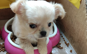 Emane Chihuahua kutsikas Eesti päritolu (6 foto / 7)