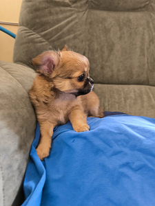 Isane Chihuahua kutsikas Eesti päritolu. (3 foto / 7)