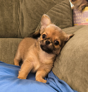 Isane Chihuahua kutsikas Eesti päritolu. (7 foto / 7)