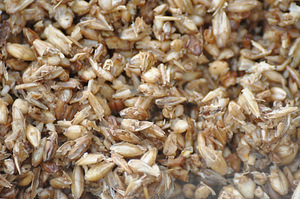 Пивная дробина (сырая)