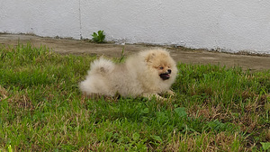 Pomeranian spic (5 foto / 5)