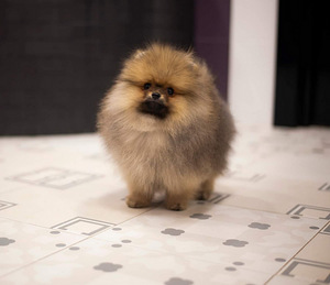 Pomeranian spic (3 foto / 3)