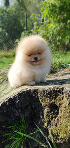 Pomeranian spic (1 foto / 3)