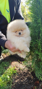 Pomeranian spic (2 foto / 3)