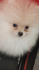 Pomeranian spic (3 foto / 3)
