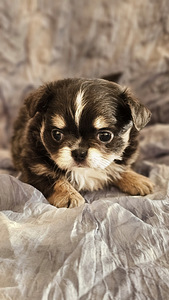 Sinine chihuahua. (2 foto / 2)