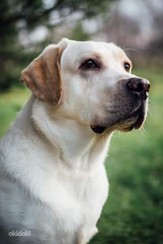 Labrador (foto #2)