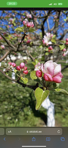 Hekkide ja viljapuude pügamine (2 foto / 3)