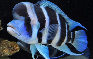 Chypotilapia frontosa 2tk 15cm (1 foto / 1)