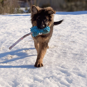 Vācu garspalvainie aitu kucēni (4 foto no 9)