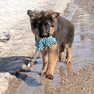 Vācu garspalvainie aitu kucēni (5 foto no 9)