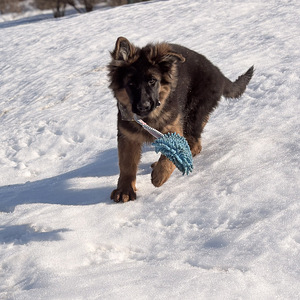 Vācu garspalvainie aitu kucēni (6 foto no 9)