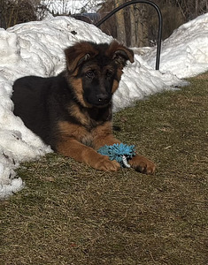 Vācu garspalvainie aitu kucēni (9 foto no 9)