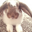 Кролик (фото #1)