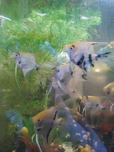 Danio, mõõksaba, krevetid, õunatigu, scalaria (9 foto / 10)