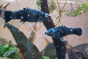 Danio, mõõksaba, krevetid, õunatigu, scalaria (3 foto / 10)