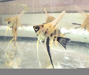 Skalaarid Koi Beebid (1 foto / 5)