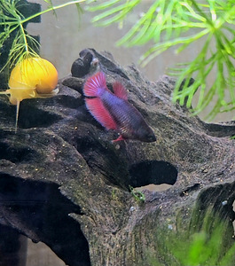 Рыбка петушок, самки, betta splendens (5 фото из 9)