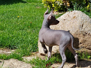 Xoloitzcuintli miniatura (5 valokuva sivusta 7)