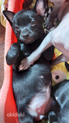 Мексиканская голая собачка маленькая (миниатюра Xoloitzcuint (фото #1)