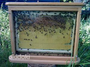 Стеклянные улья с пчёлами для дома. (фото #3)