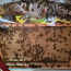 Стеклянные улья с пчёлами для дома. (фото #5)
