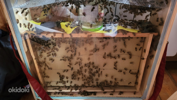 Стеклянные улья с пчёлами для дома. (фото #5)