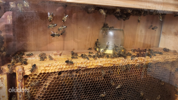 Стеклянные улья с пчёлами для дома. (фото #6)