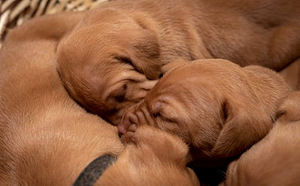 Ungari linnukoera ehk Vizsla kutsikad (2 foto / 4)