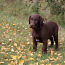 Labradori retriiver (foto #2)